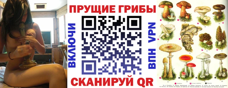 Купить  Шенкурск  Псилоцибиновые грибы мицелий 